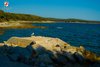 A seagull in Rovinj Palud bay